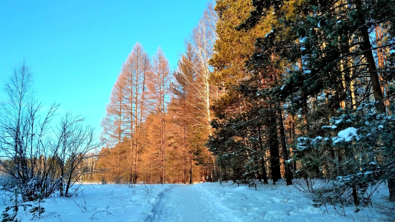 Deer streams - a snowy fairy tale. - My, Ural, deer streams, Winter, beauty, The photo, Video, Longpost