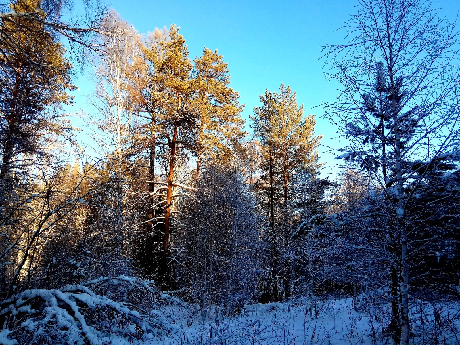 Deer streams - a snowy fairy tale. - My, Ural, deer streams, Winter, beauty, The photo, Video, Longpost