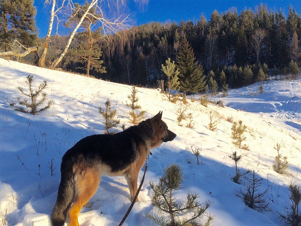 Walk around the native places. - My, Winter, Walk in the woods, Longpost