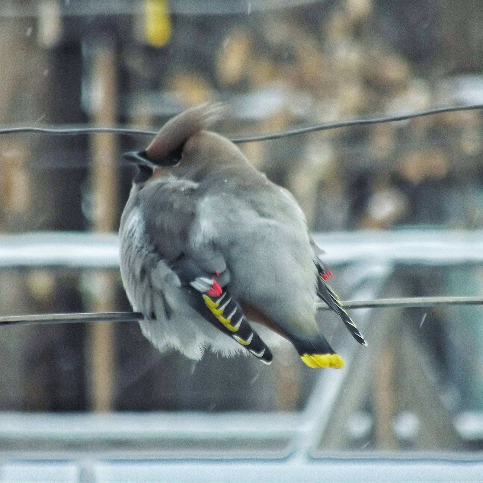 feathered guest - My, Birds, Buryatia