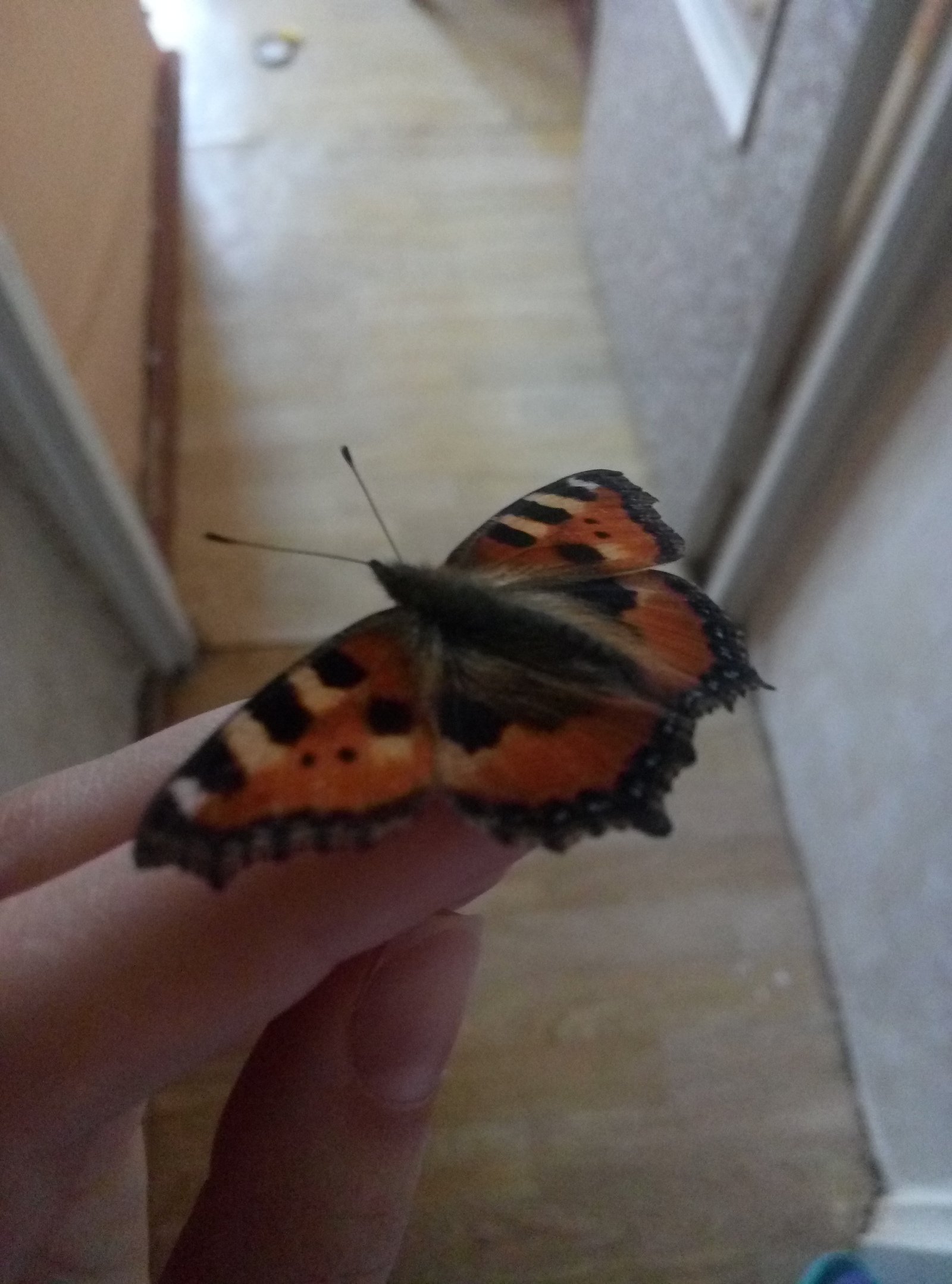 Бабочки влетают в дом. Залетела бабочка Шоколадница. Бабочка залетела в дом. Балкон бабочка. Бабочки зимой в квартире.