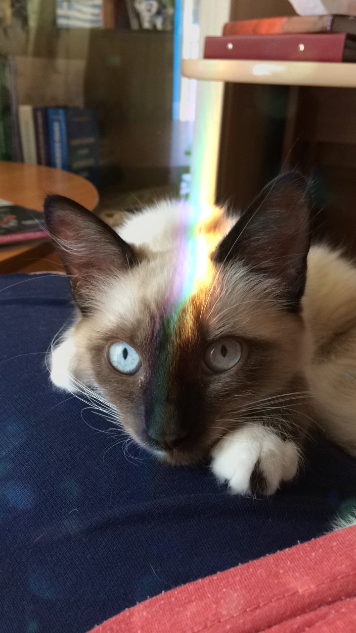 Rainbow cat - My, cat, Rainbow, Milota, Longpost