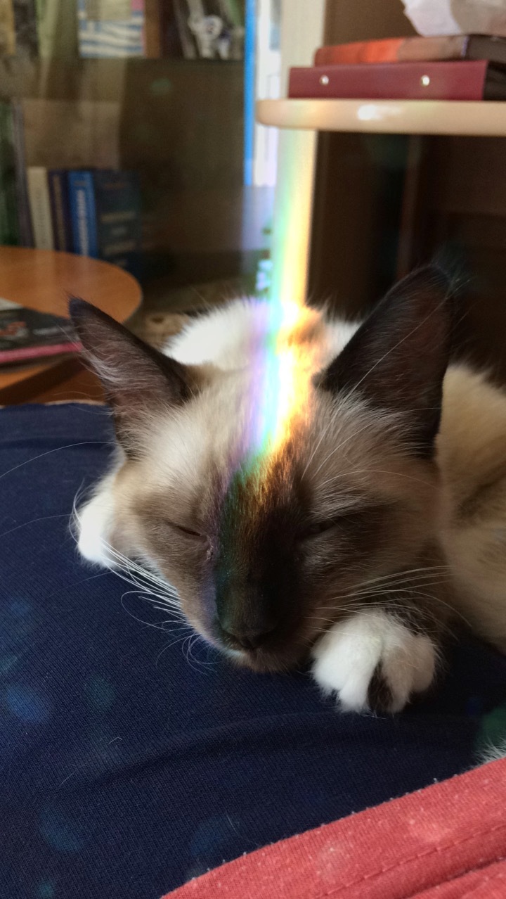 Rainbow cat - My, cat, Rainbow, Milota, Longpost