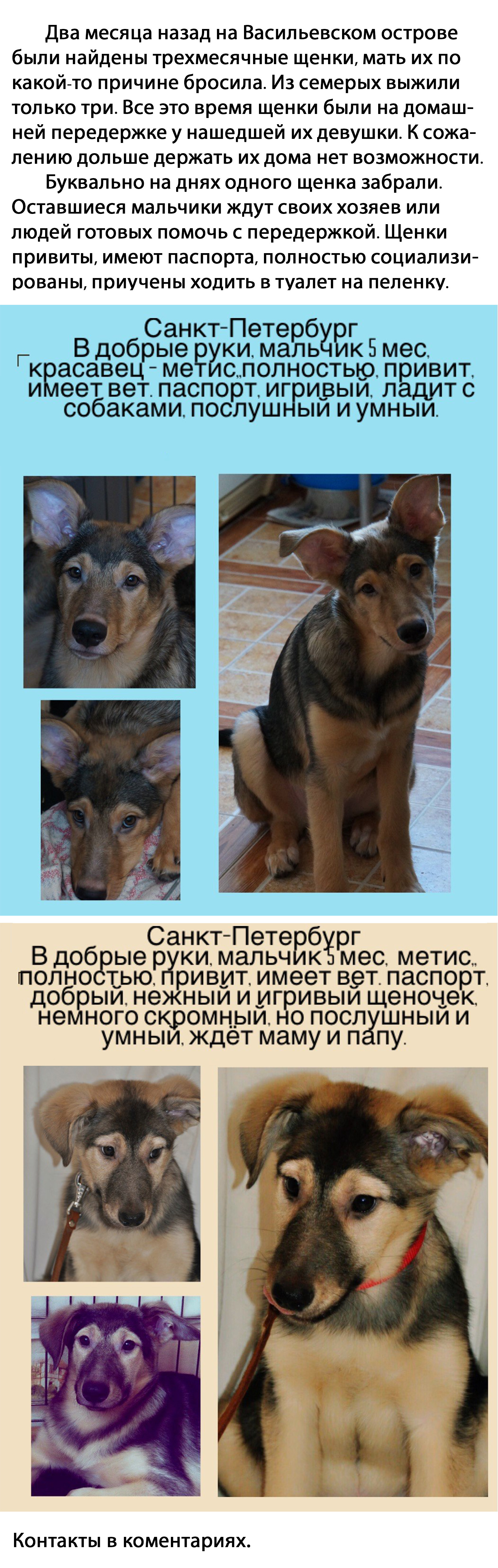 Puppies are looking for a home! - Found a dog, Help, Saint Petersburg, In good hands, Long-post, Longpost, Helping animals