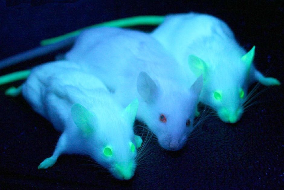 Why do scientists need green mice? - My, Genetics, DNA, Mouse, GMO, Longpost