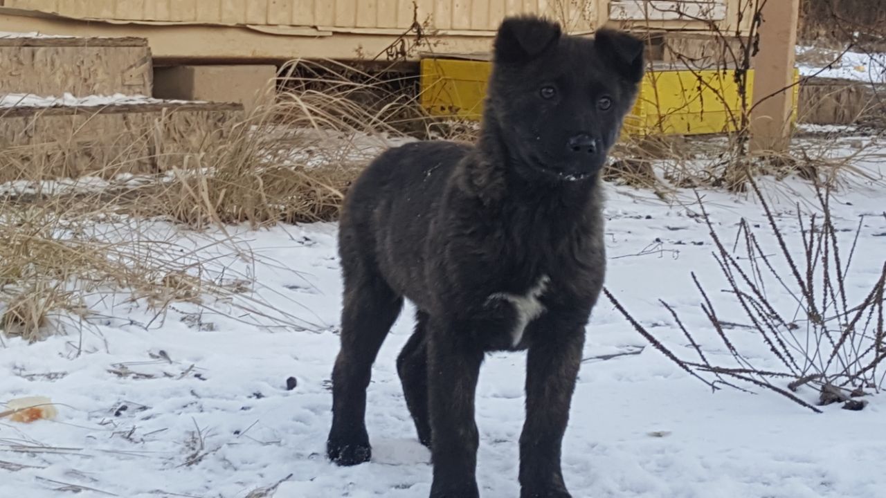 Puppies 100% discount. A series of another post-New Year. - My, In good hands, Longpost, Moscow region, Puppies, Dog