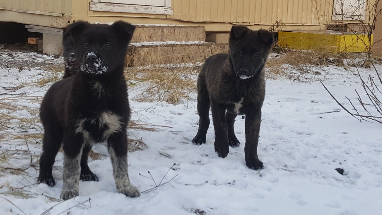 Puppies 100% discount. A series of another post-New Year. - My, In good hands, Longpost, Moscow region, Puppies, Dog