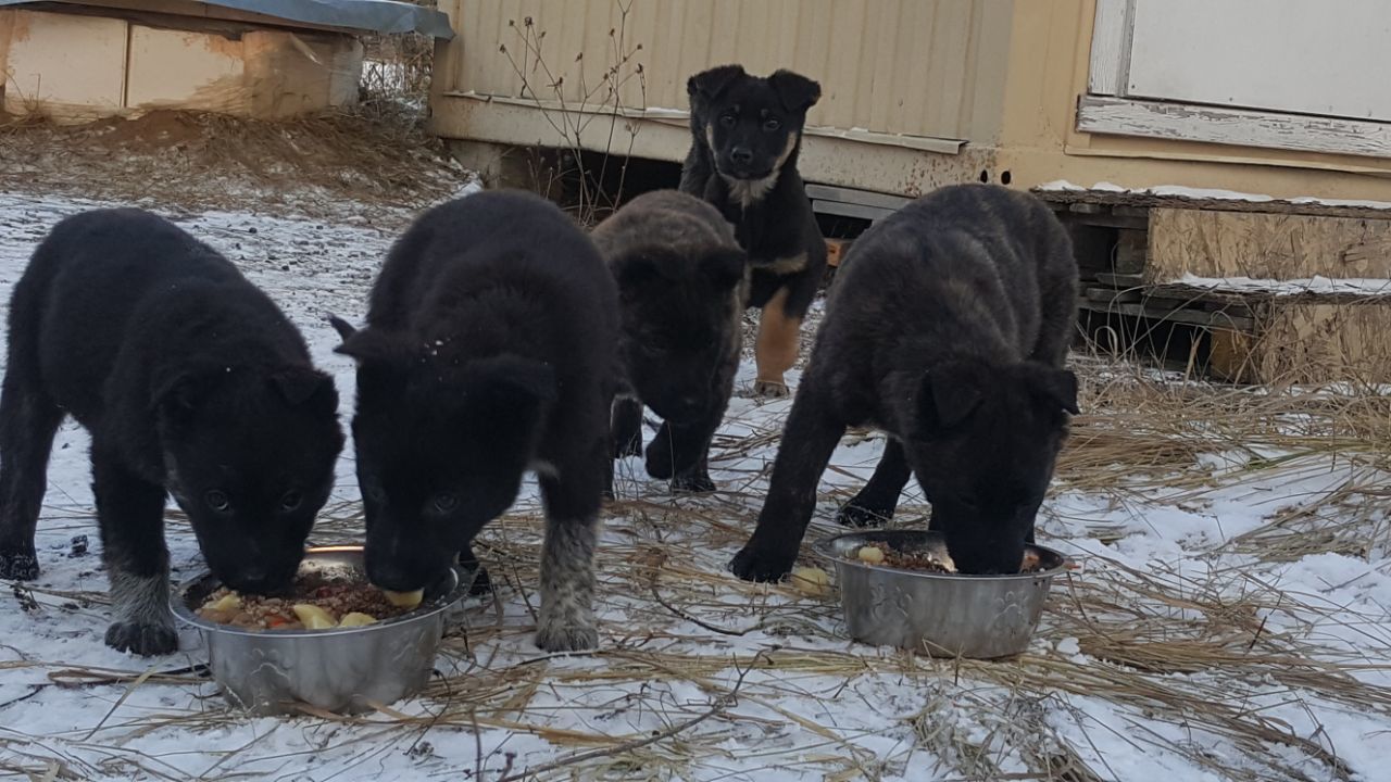 Puppies 100% discount. A series of another post-New Year. - My, In good hands, Longpost, Moscow region, Puppies, Dog