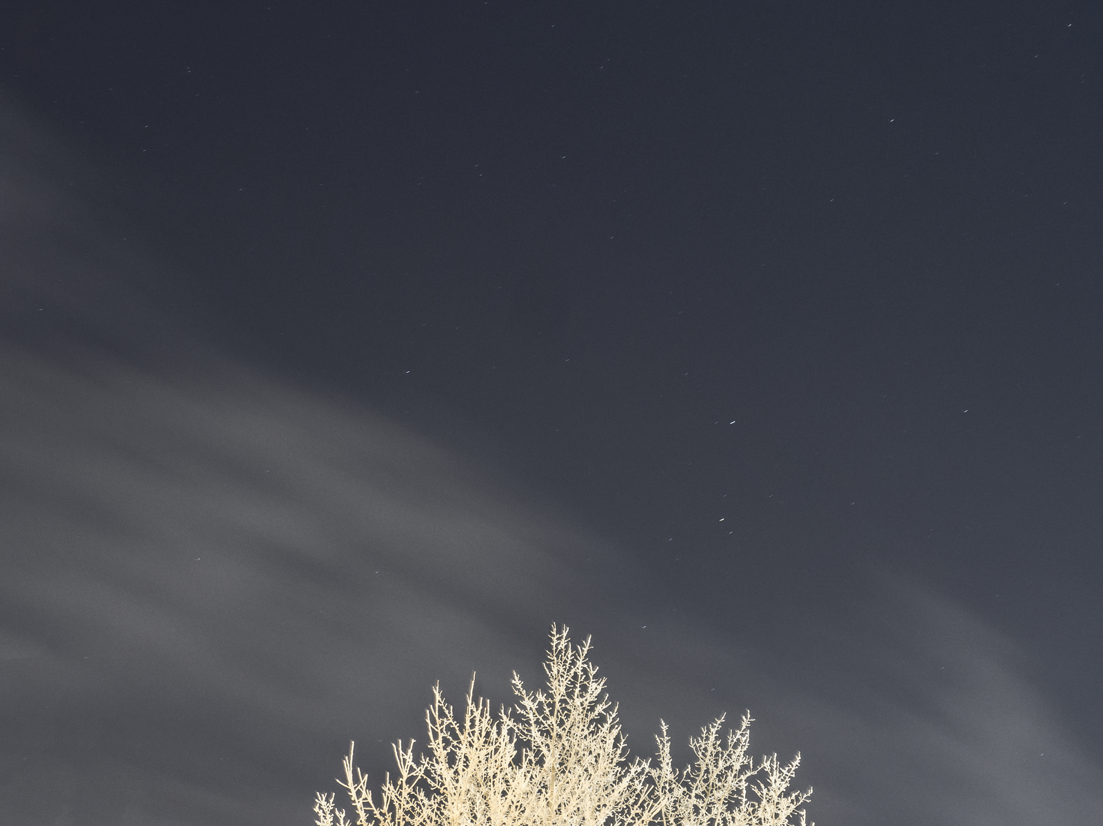 Winter. - My, Winter, Tree, Night, Sky, Olympus