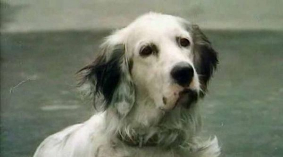 Best Dogs in Movies - Dog, Movies, Longpost, Images