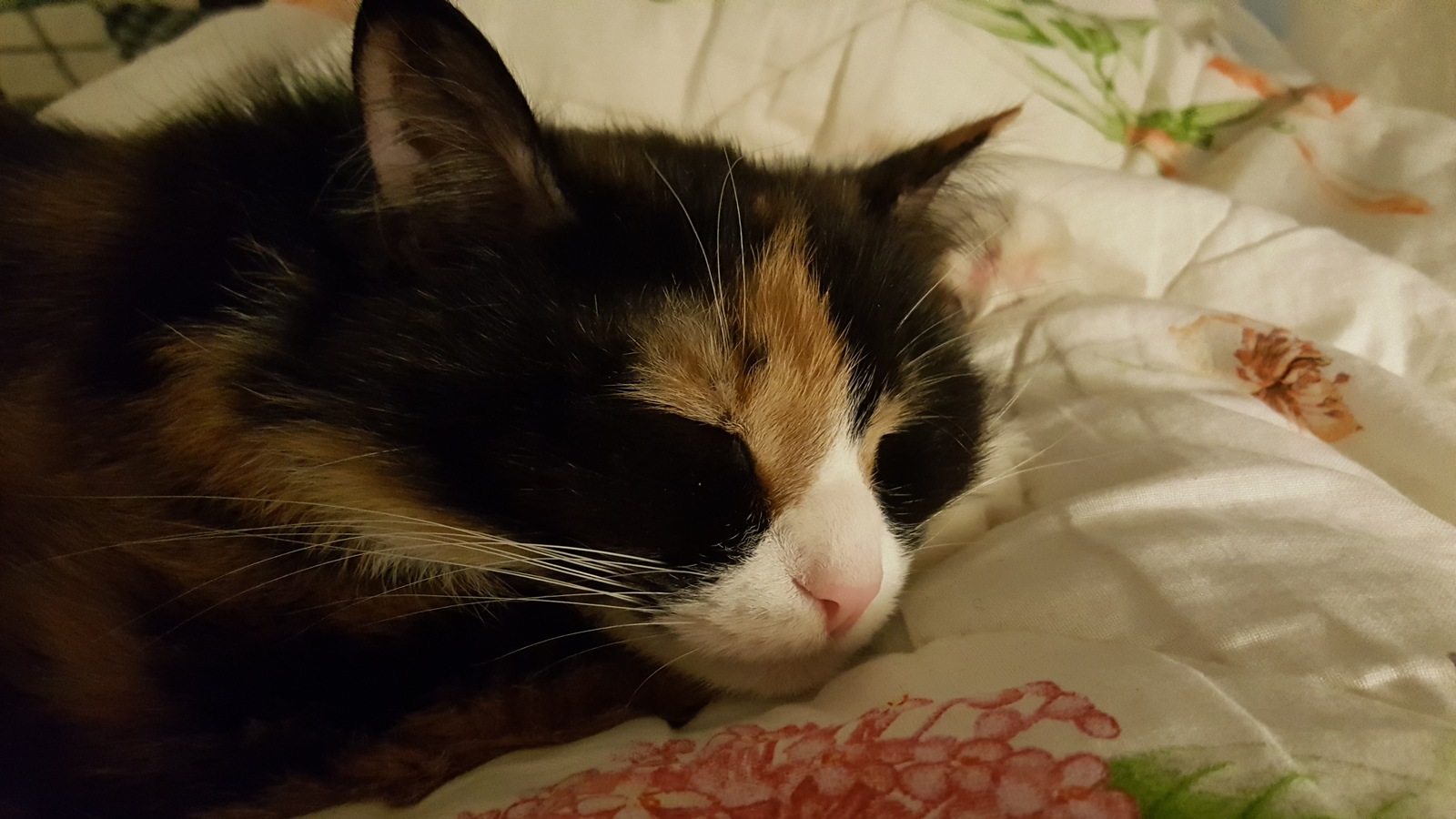 Good night - My, cat, Goodnight, Milota