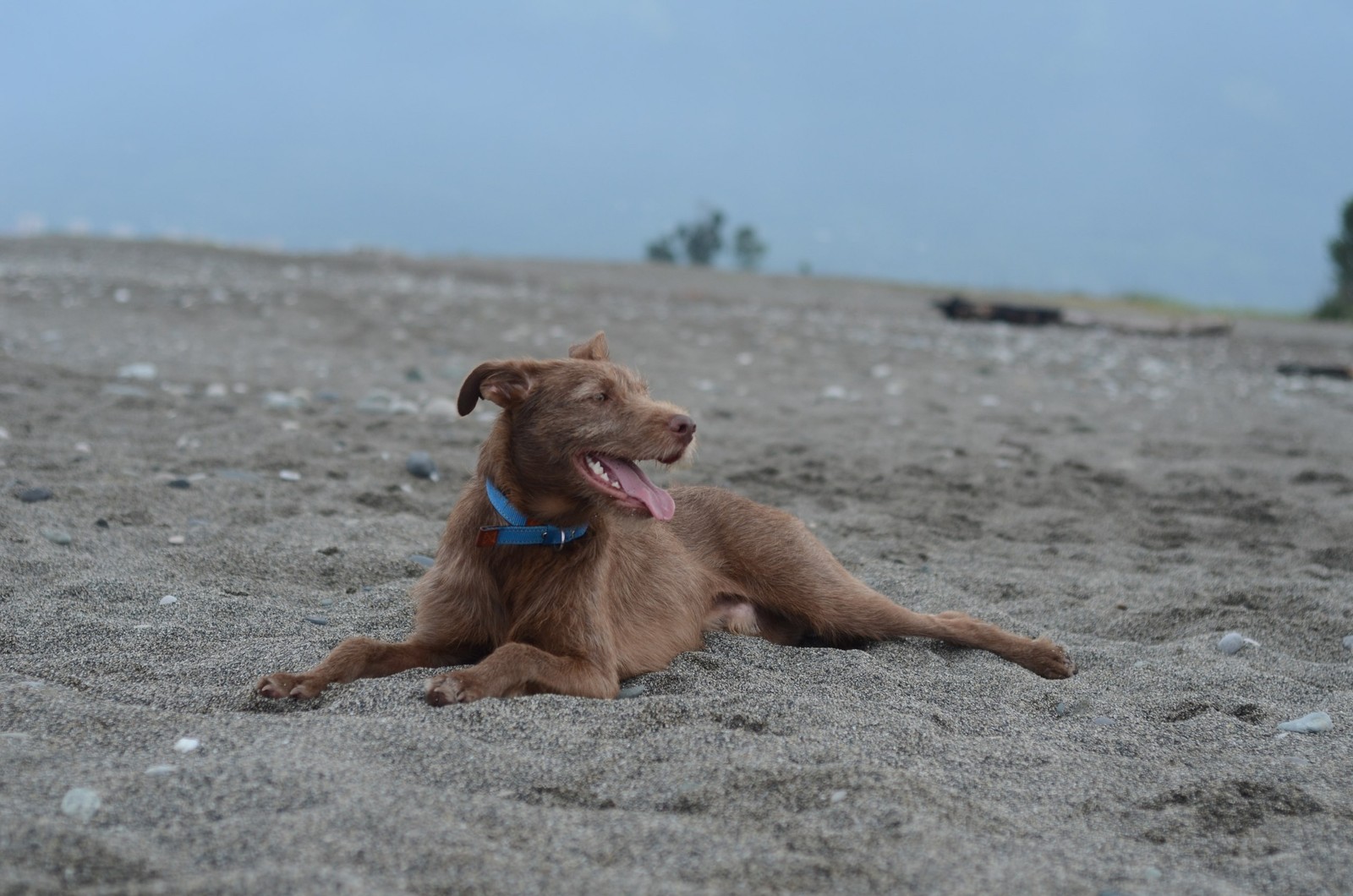 Truffle in Abkhazia - My, Longpost, Travels, Abkhazia, Dog, Dogs and people, Puppies