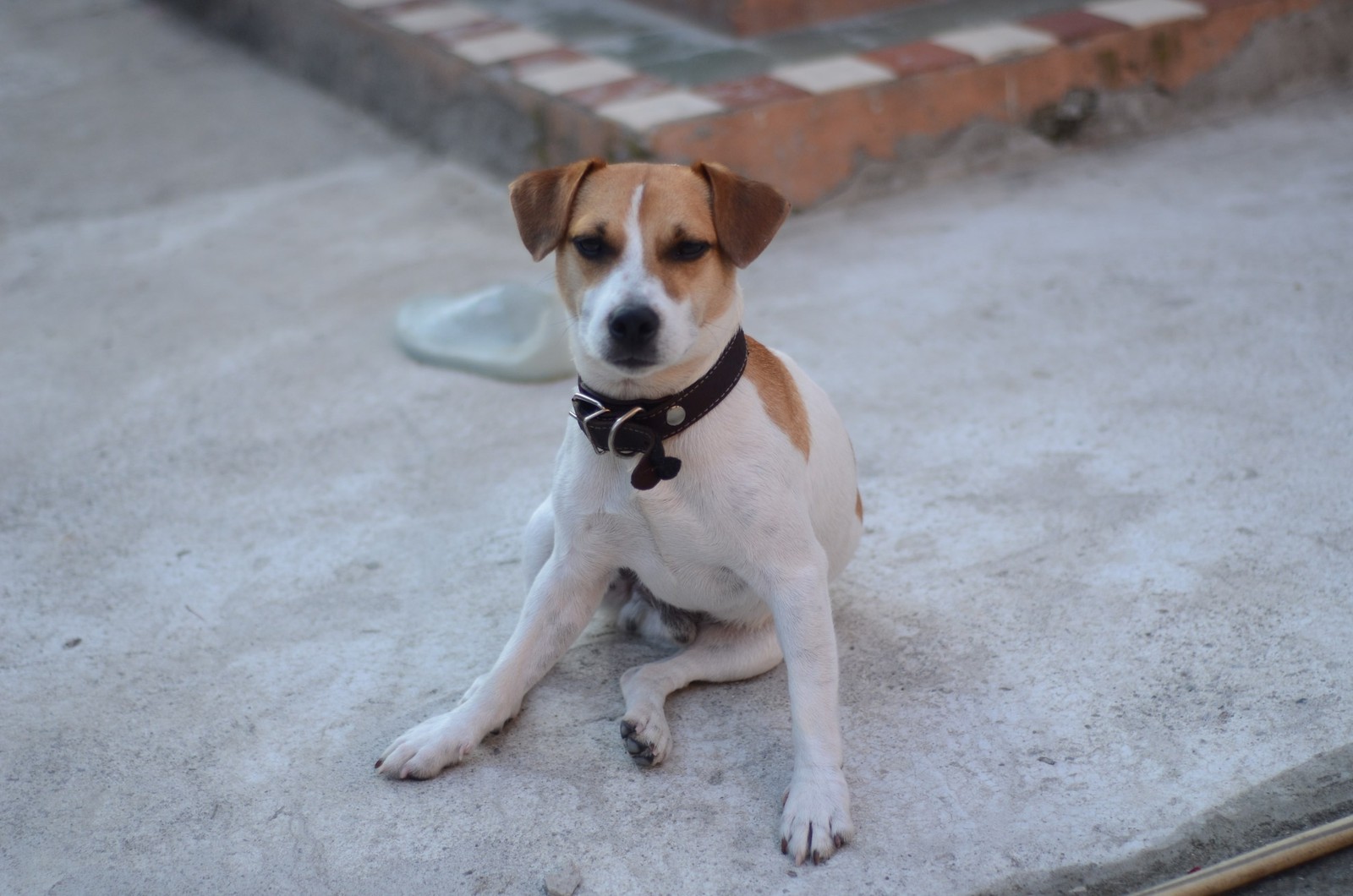 Truffle in Abkhazia - My, Longpost, Travels, Abkhazia, Dog, Dogs and people, Puppies