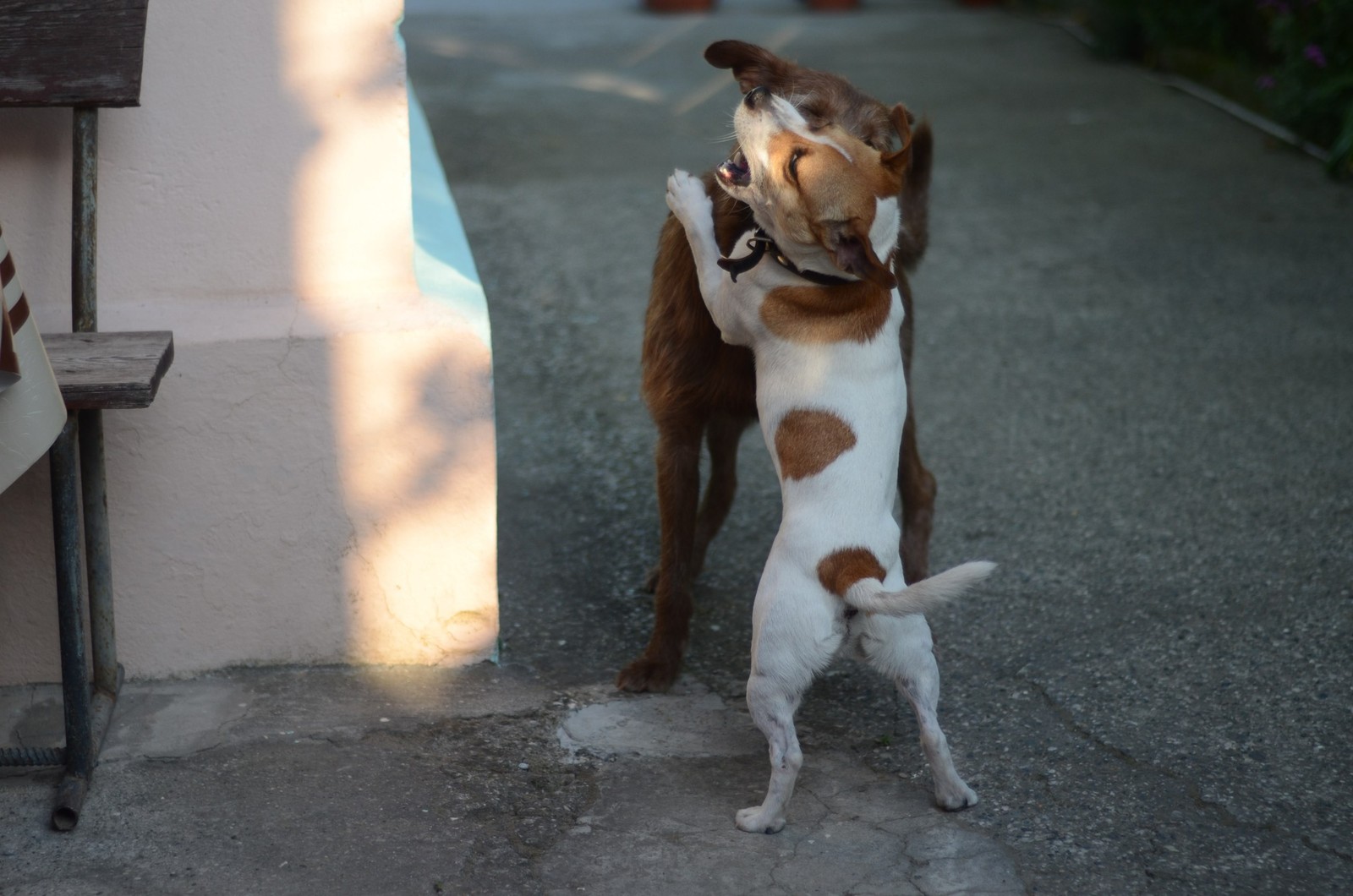 Truffle in Abkhazia - My, Longpost, Travels, Abkhazia, Dog, Dogs and people, Puppies