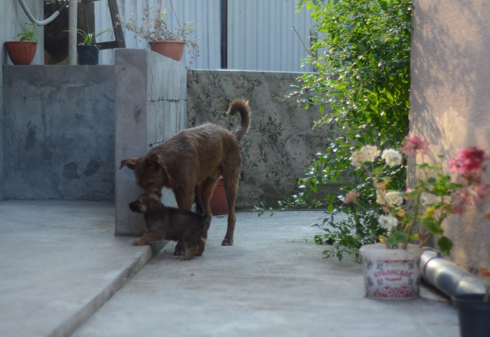 Truffle in Abkhazia - My, Longpost, Travels, Abkhazia, Dog, Dogs and people, Puppies