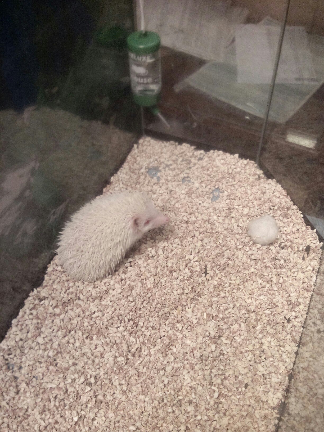 African pygmy hate ball - My, African pygmy hedgehog, Hatred, Porcupine, Albino, Longpost