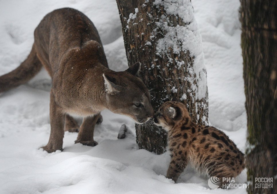 big cats) - cat, Puma, Zoo, Longpost