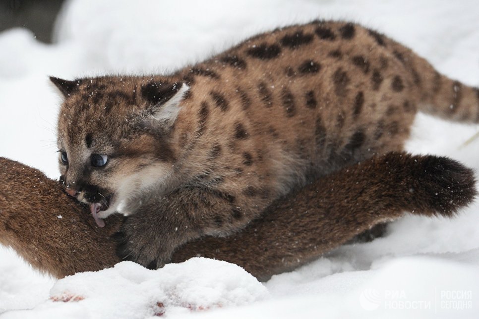 big cats) - cat, Puma, Zoo, Longpost