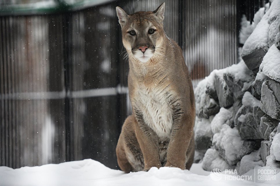 big cats) - cat, Puma, Zoo, Longpost