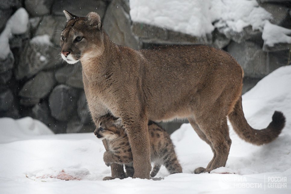 big cats) - cat, Puma, Zoo, Longpost