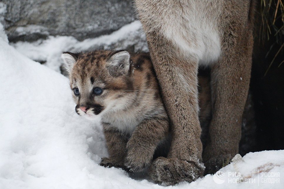 big cats) - cat, Puma, Zoo, Longpost