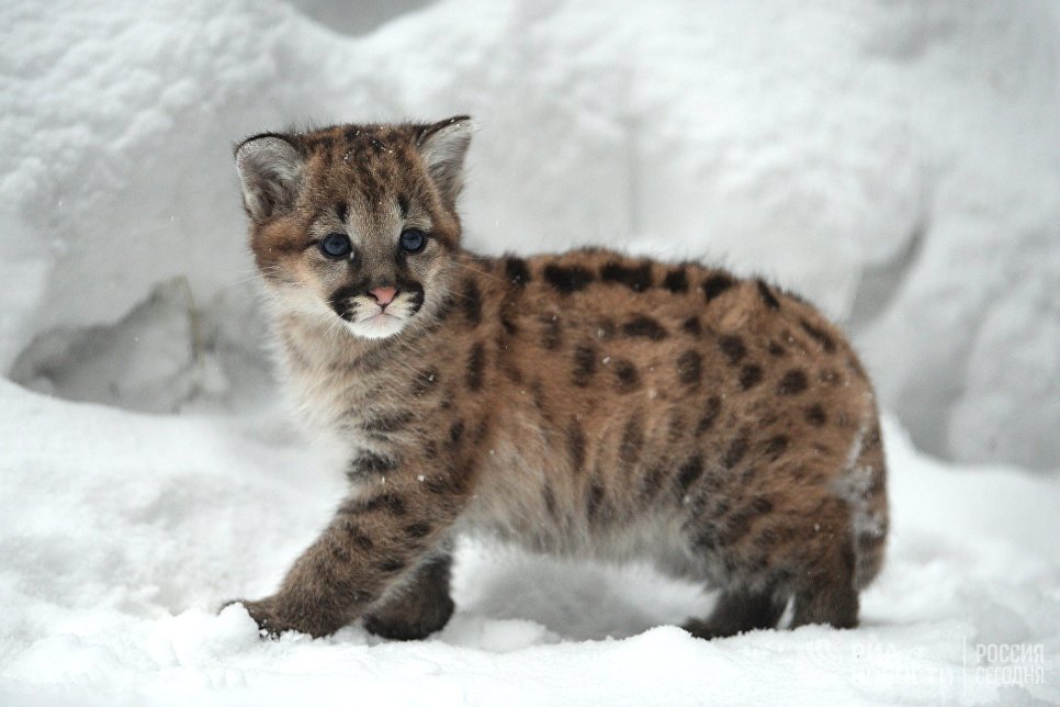 big cats) - cat, Puma, Zoo, Longpost