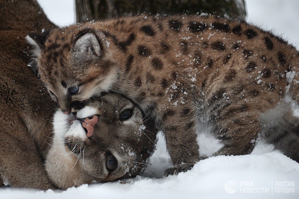 big cats) - cat, Puma, Zoo, Longpost