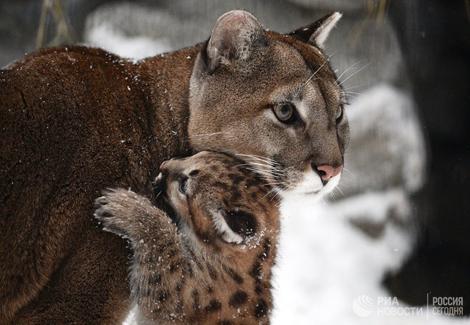 big cats) - cat, Puma, Zoo, Longpost