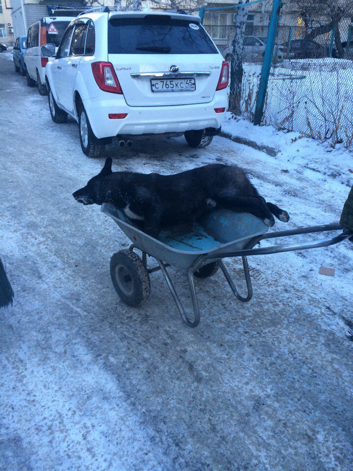 “The exhausted animal fell and howled, but no one came to help” - My, Mound, news, Dog, Animals, Help, Children, Vet clinic, Longpost