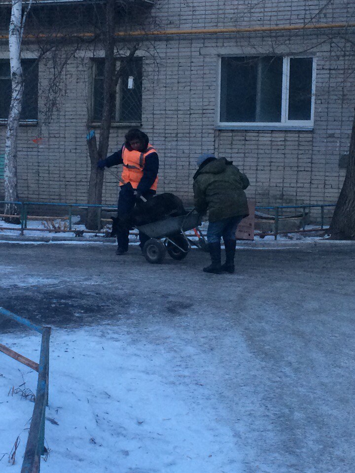 “The exhausted animal fell and howled, but no one came to help” - My, Mound, news, Dog, Animals, Help, Children, Vet clinic, Longpost