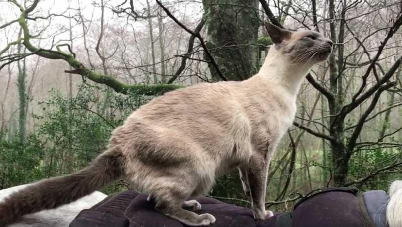 Кот вырос в конюшне и выезжает на прогулки, сидя на лошади - Кот, Лошади, Великобритания, Длиннопост