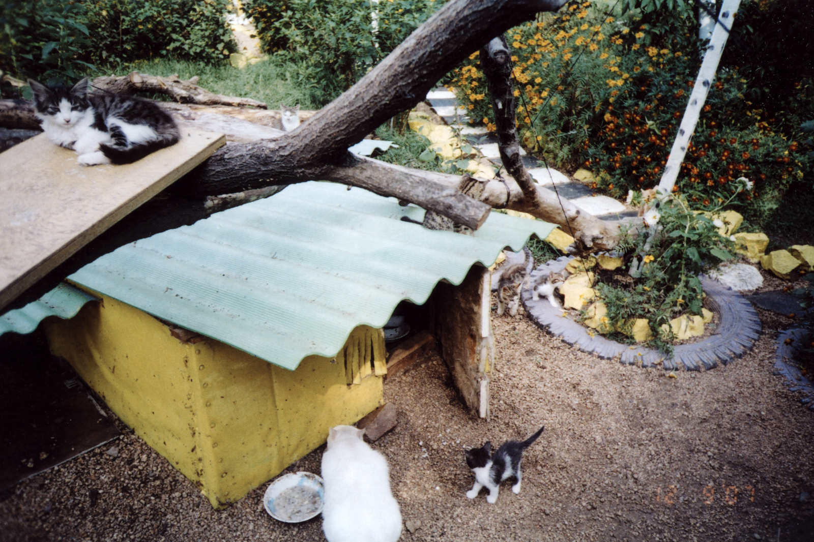 How I built the Cat's House and planted a public garden. - My, cat, Story, cat house, Pokrovka, Primorsky Krai, Longpost