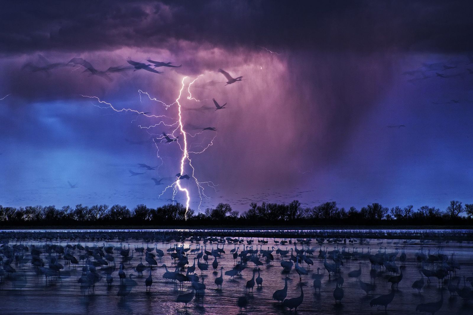 epic storm - Canadian Crane, , The photo, Nature, , 