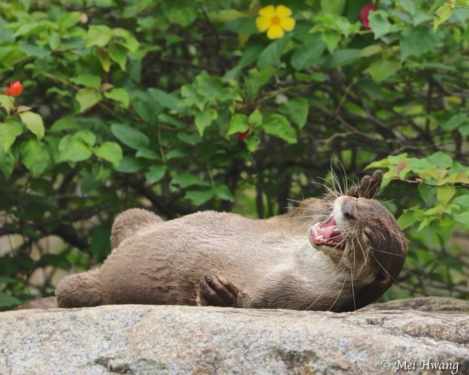 And they are in the tundra, in spats - Yes, stop already, what a tundra! - Otter, , Singapore