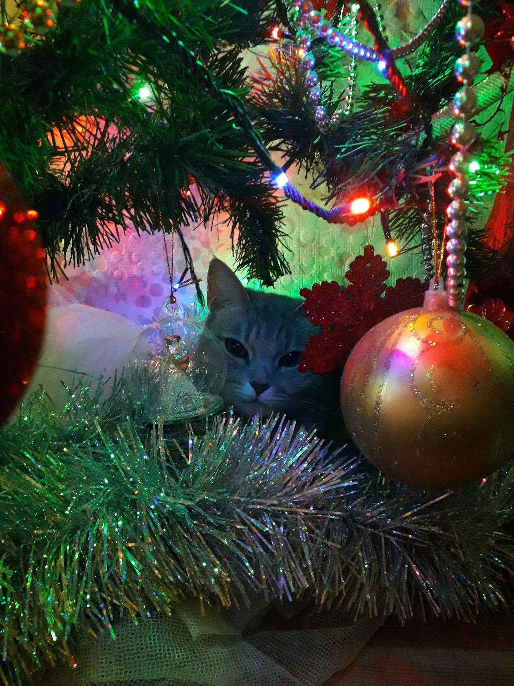 Hid - cat, Catomafia, Milota, Animals, Mimimishno, Pet, New Year, Christmas trees, Longpost, Pets