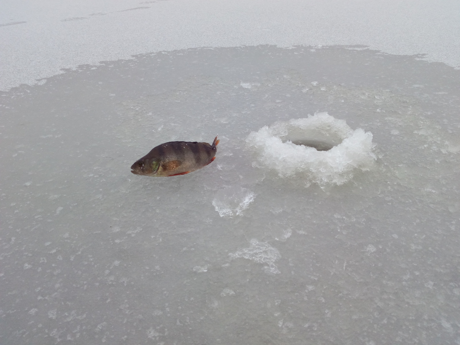 First winter fishing of the season. - Winter fishing, Fishing