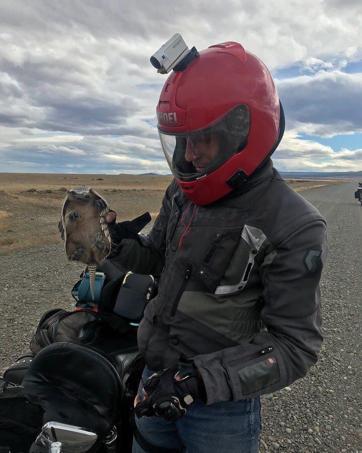 What can be found on the road? Suicidal armadillo! - Battleship, Travels, Road, The photo, South America, Argentina, Patagonia, 