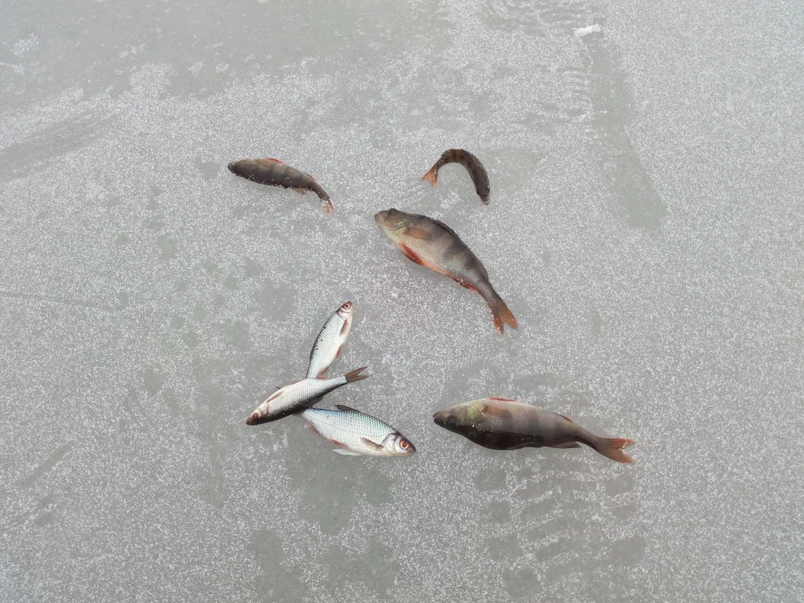 First winter fishing of the season. - Winter fishing, Fishing