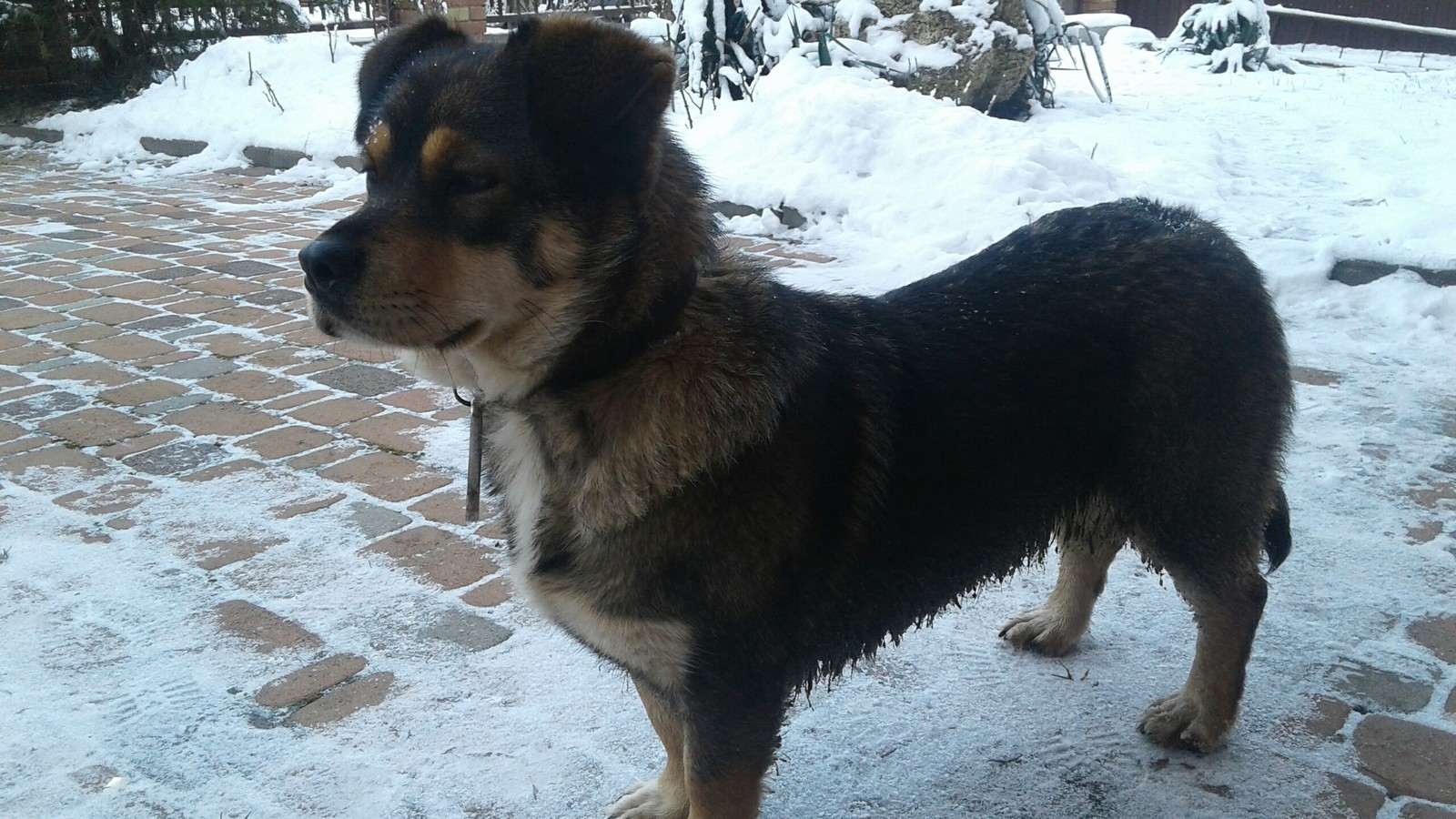 Found a dog. Stavropol. - Stavropol, Dog, In good hands