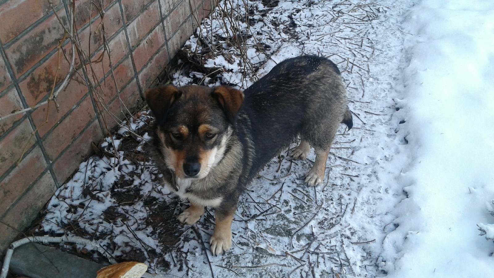 Found a dog. Stavropol. - Stavropol, Dog, In good hands