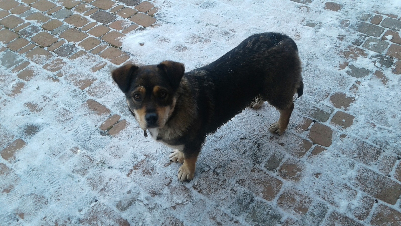 Found a dog. Stavropol. - Stavropol, Dog, In good hands