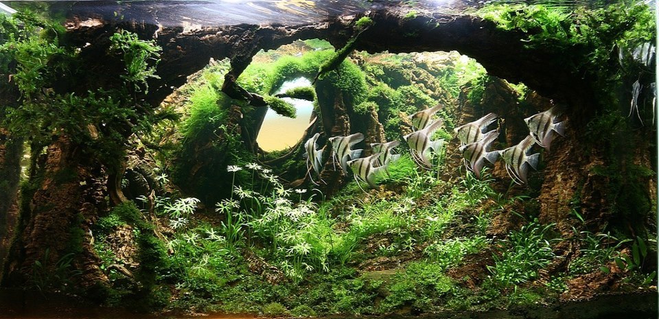 Path to a New World - , Aquarium, Aquascape, Angelfish