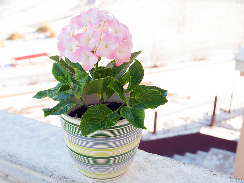 Polymer clay hydrangea - My, Longpost, Needlework, Polymer clay, Handmade, Flowers, With your own hands, Cold porcelain