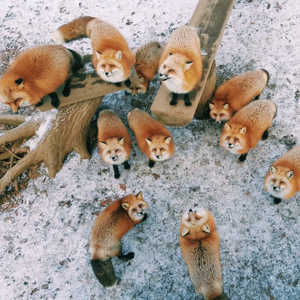 Red chubby ^.^ - Fox, Fyr, Redheads, Animals, Fox Village