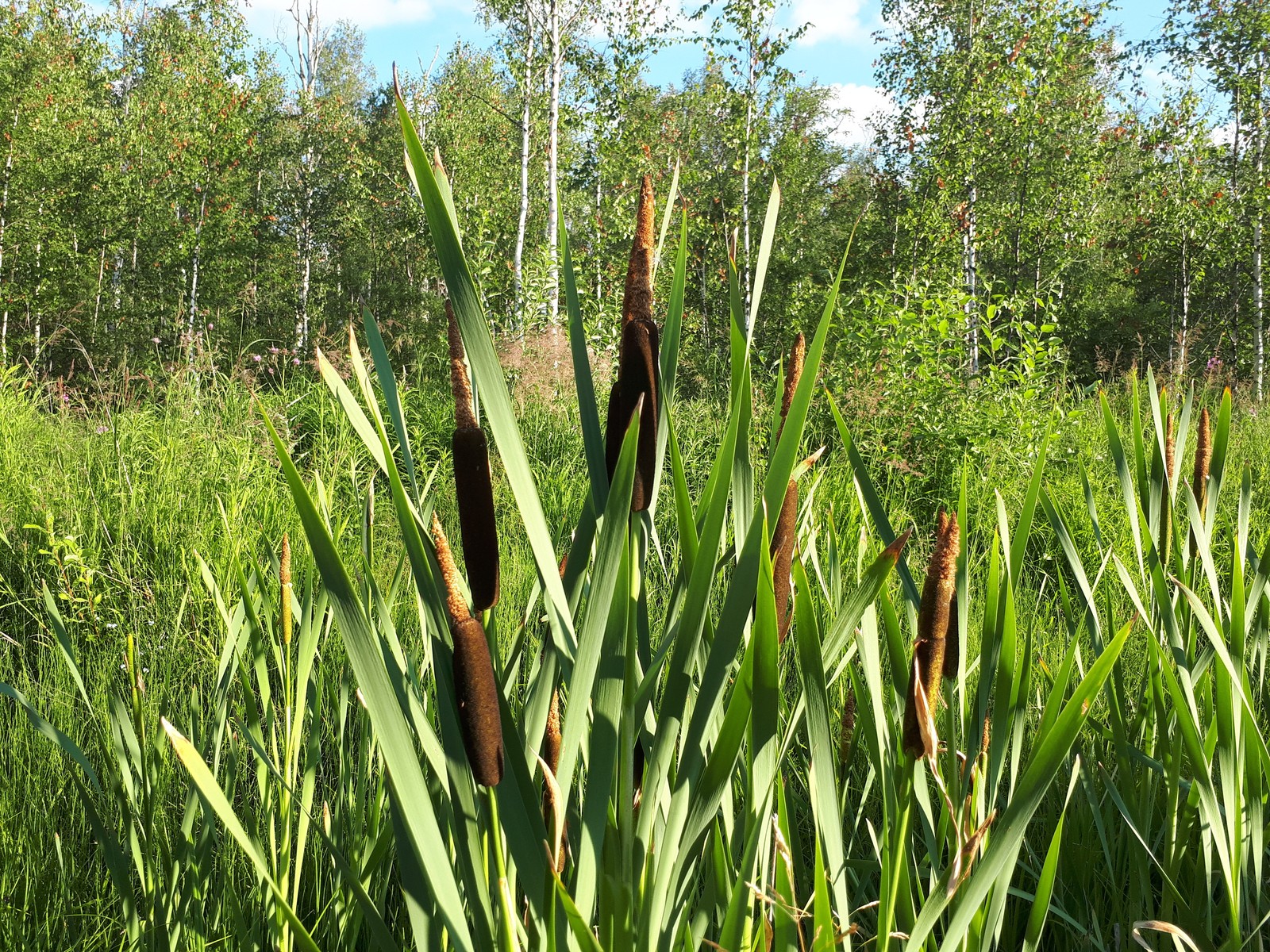 Siberian summer post - My, Summer, Siberia, The nature of Russia, Longpost