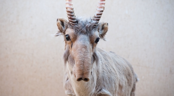 Such an interesting animal - Zhdun, Saiga, Animals, Longpost, Saiga