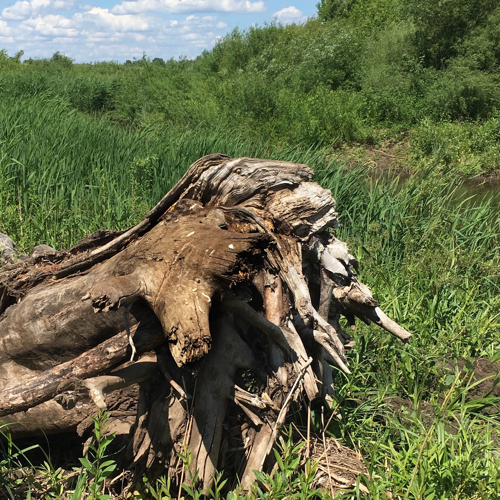 Many-sided stump. - My, Summer, It seemed, Animals, Stump, My