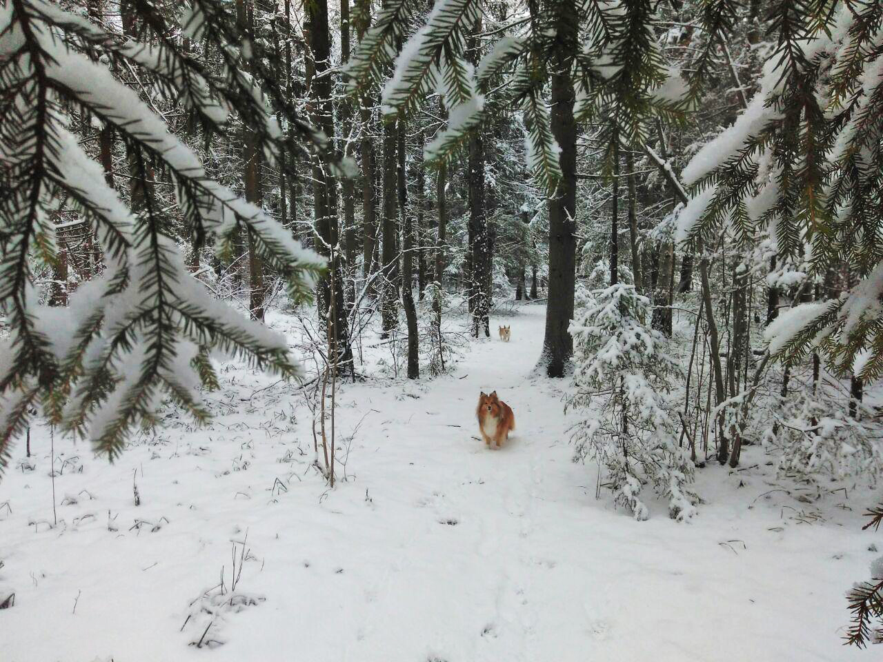 Finally, snow in Moscow. - My, Irish wolfhound, Wookiees, Chewbacca, Dog, Forest, Winter, Longpost