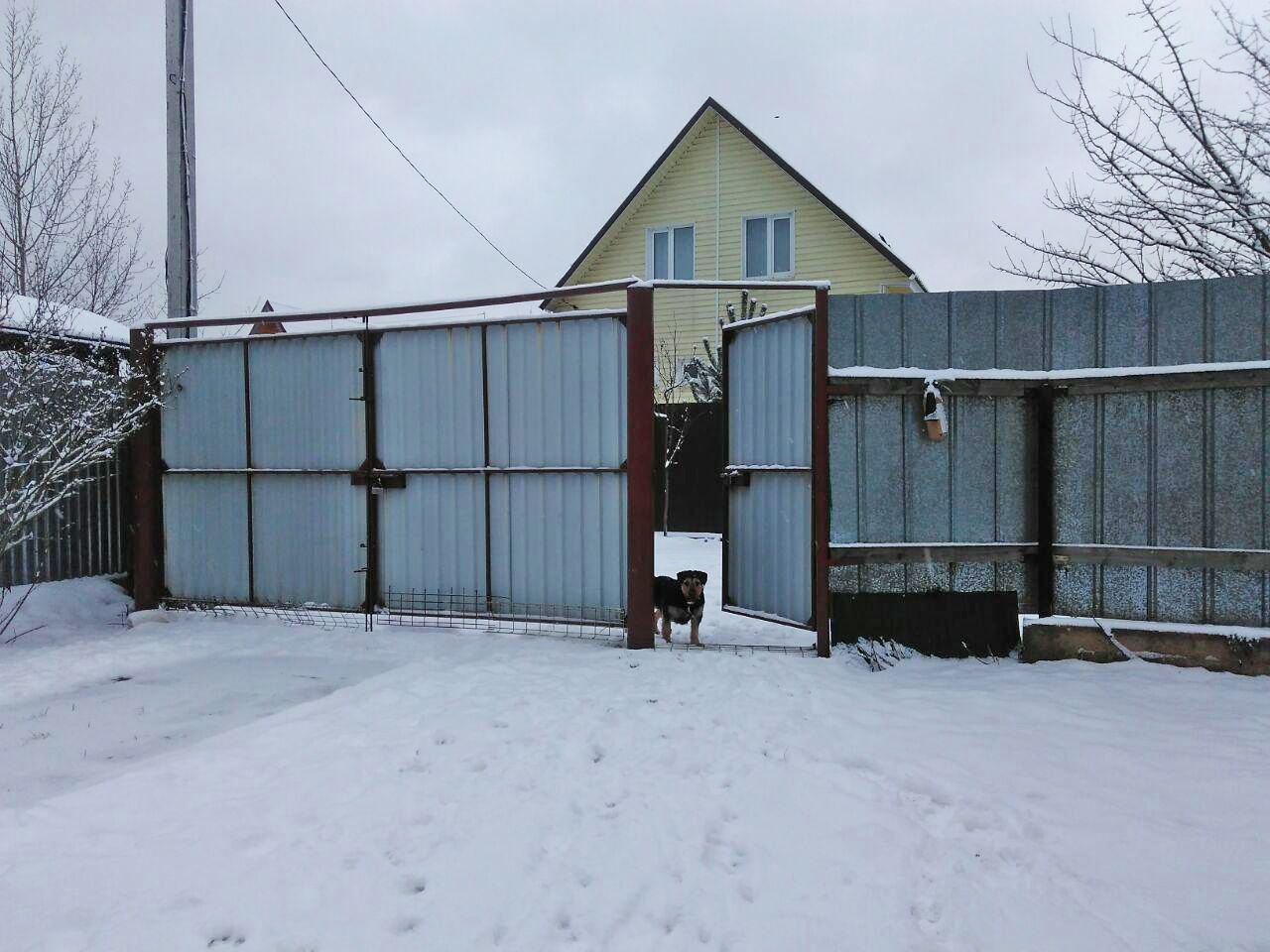 Finally, snow in Moscow. - My, Irish wolfhound, Wookiees, Chewbacca, Dog, Forest, Winter, Longpost