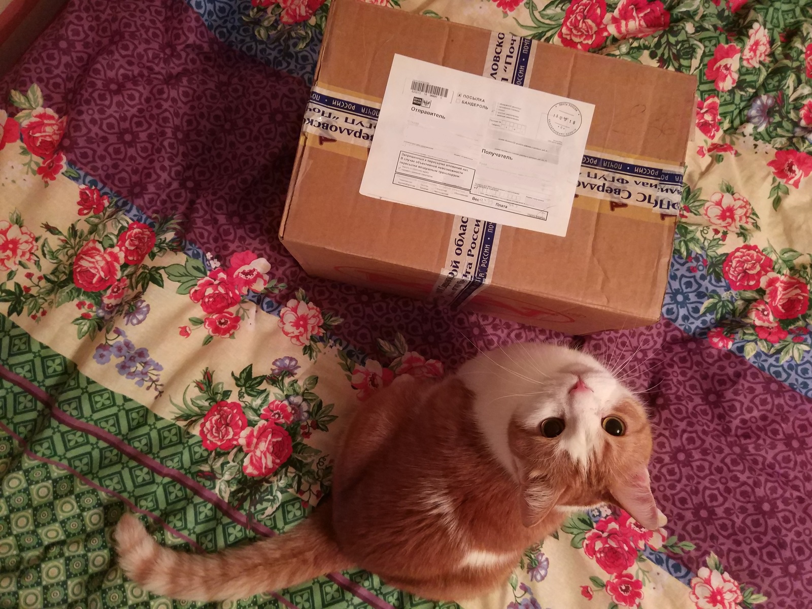 New Year's gifts from Sverdlovsk to Leningrad - My, Gift exchange, With your own hands, cat, Longpost